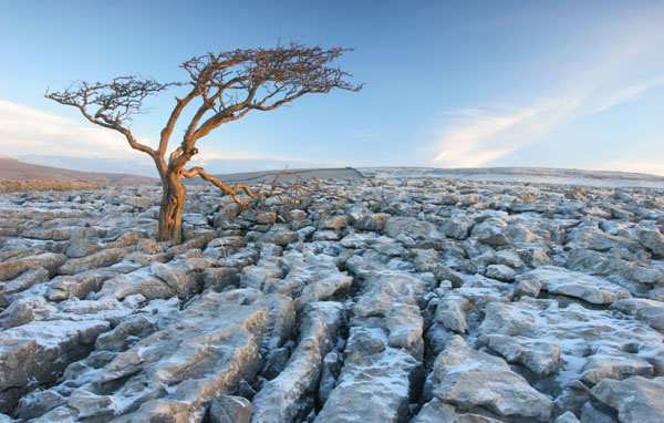 07-0851 Dawn Winter Light and Tree on a Karst Landscape, Scales Moor, Yorkshire Dales